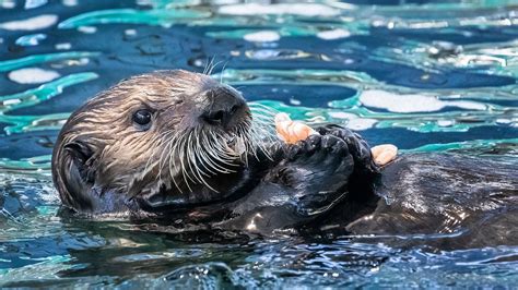 Long Beach aquarium welcomes new sea otter pup