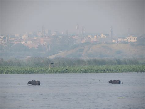 Confessions of a Global Birder: Some birds of Okhla Bird Sanctuary, New ...