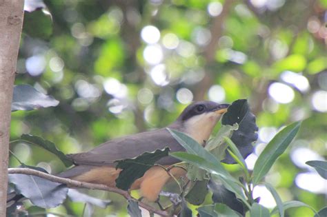 Mangrove Cuckoo | Great Bird Pics