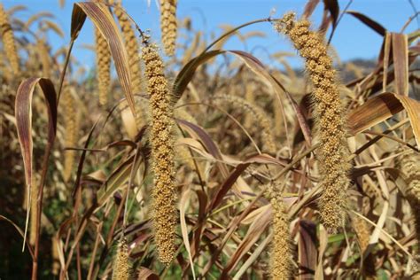 Is millet the future of plant meat? - The Good Food Institute