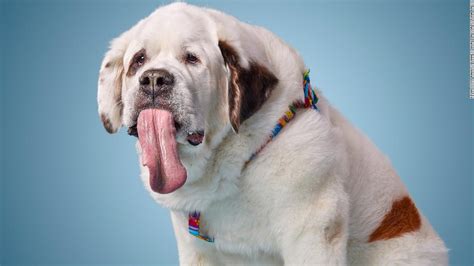 Mochi, the dog with the world's longest tongue, has died - CNN