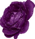 Purple Rose With Dew Clipart | Gallery Yopriceville - High-Quality Free Images and Transparent ...
