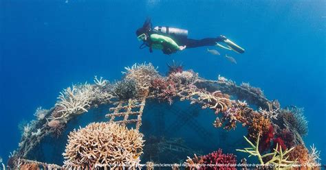 A Hope for the Reefs: Coral Reef Restoration Projects in SEA - AISAT