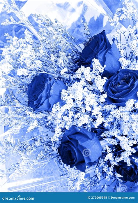 Abstract Beautiful Dark Blue Rose Flower. Dark Blue Roses for the Background Stock Photo - Image ...