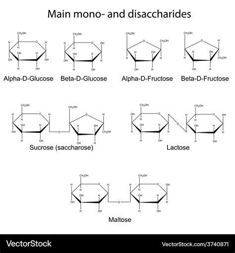 Main cyclic monosaccharides and disaccharides Vector Image