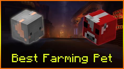 Hypixel Skyblock - BEST Farming Pet!? - YouTube