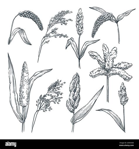 Foxtail millet plant Stock Vector Images - Alamy