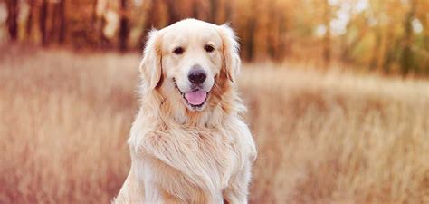 Golden Dog Breeds - Meet 20 Gorgeous Gold Dogs