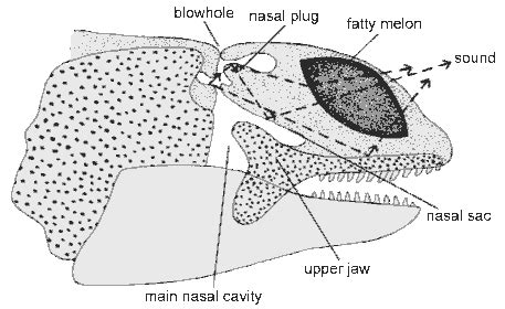 Respiration - Killer whale