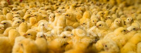 Large Group Of Baby Chicks Stock Photo | Royalty-Free | FreeImages