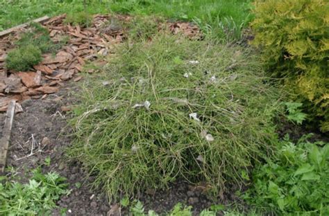 Varieties of Thuja Occidentalis: a Variety of Shapes and Sizes. Photo and Description. - Best ...