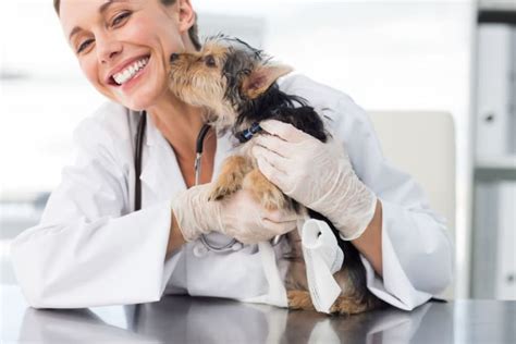 Why are Annual Vet Checkups Essential For Dogs & Cats? | Janesville Vets