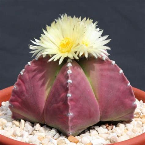 Astrophytum myriostigma PURPLE nudun cacti rare color cactus seed 100 SEEDS | eBay | Succulent ...