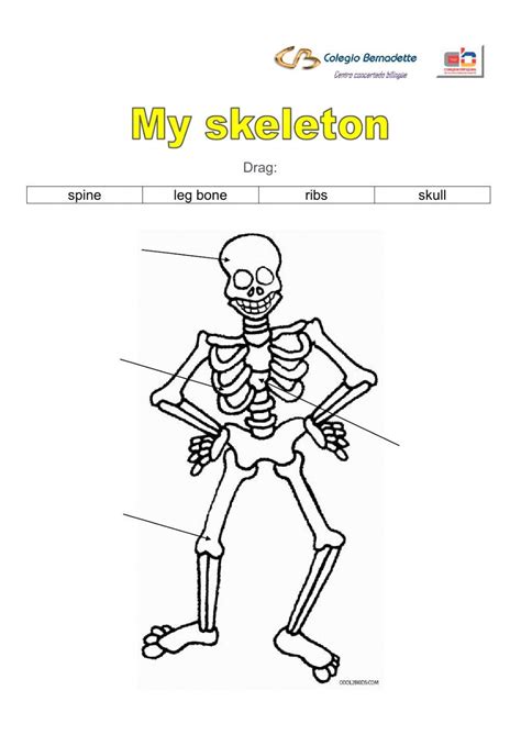 Free skeleton bones worksheet, Download Free skeleton bones worksheet png images, Free ...