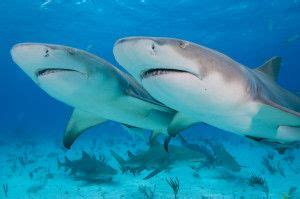 Lemon Shark Facts | Shark facts, Shark, Hammerhead shark facts
