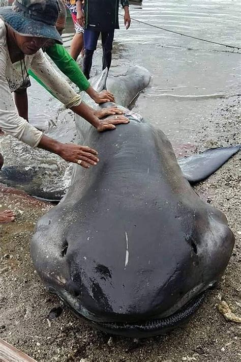 Rare megamouth shark washes up in Philippines village