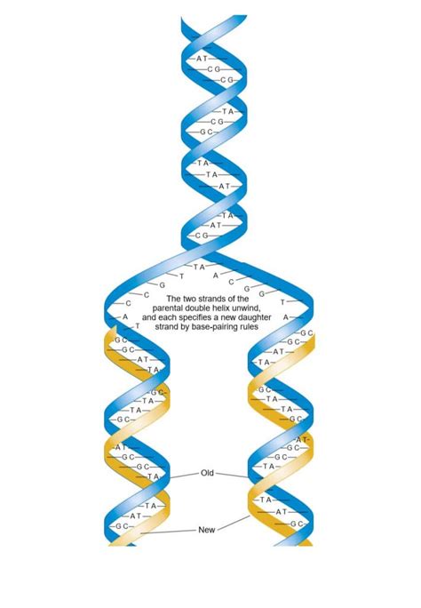 DNA Replication - Study Solutions