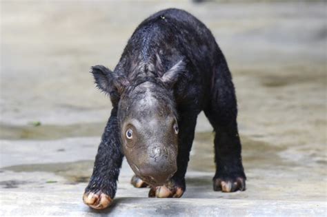 A Sumatran rhino calf born in Indonesia adds to an endangered species ...