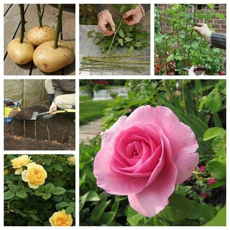 Propagate Rose Cuttings With Potatoes | Rose cuttings, Planting roses, Propagating roses