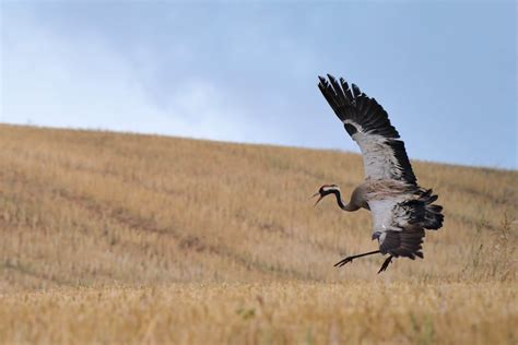 Crane, birds photo - Artur Rydzewski