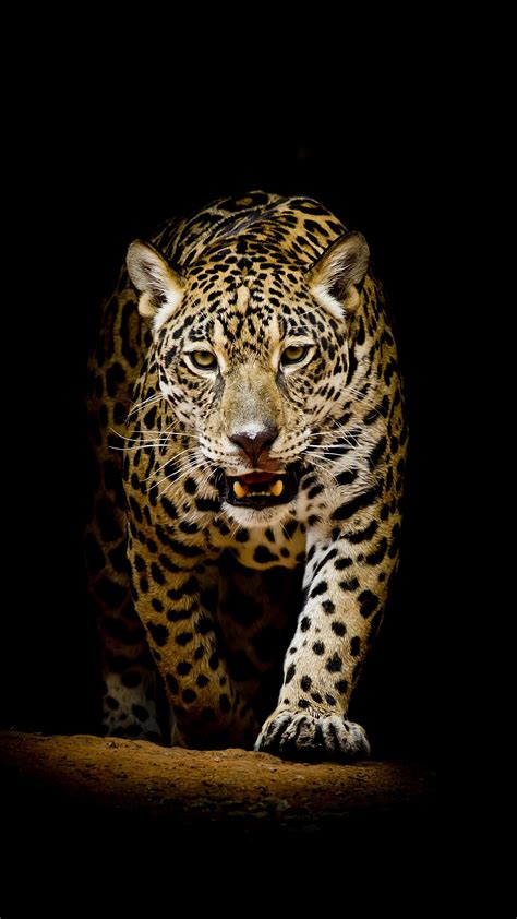 AMOLED Animal Wallpaper | Leopard wallpaper, Jaguar wallpaper, Animal ...