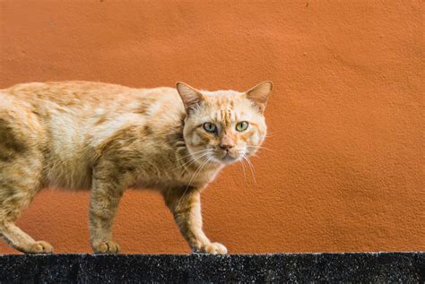 10 Orange Cat Breed Facts That Will Only Deepen Your Appreciation