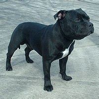 Staffordshire Bull Terrier - Wikipedia