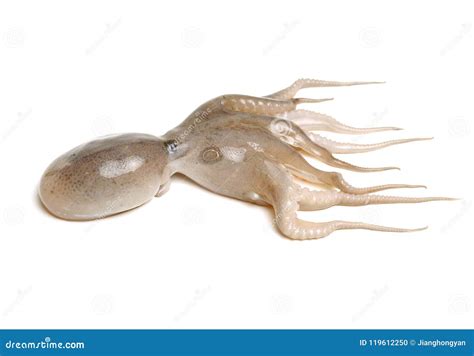 Small octopus stock photo. Image of cold, animal, octopus - 119612250