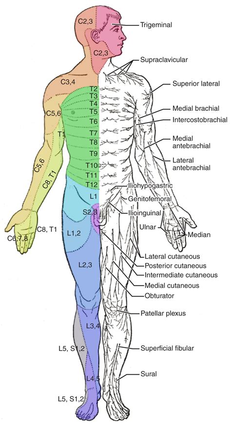 Lumbar Thoracic Epidural Catheter Insertion Technique And Overview The ...