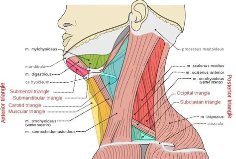 muscles of the neck - Google Search | Muscle anatomy, Neck muscle ...