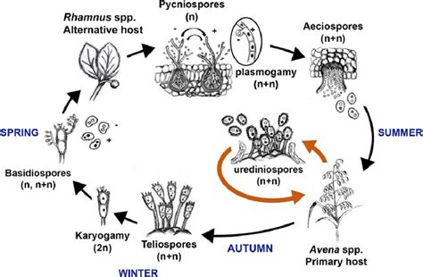 Life cycle of Puccinia coronata f. sp. avenae. The asexual phase of the ...