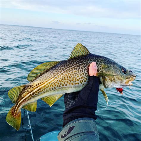 Atlantic Cod on the fly once again. These fish are so beautiful : r/flyfishing