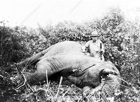 Theodore Roosevelt on safari, 1909 - Stock Image - C015/0827 - Science ...