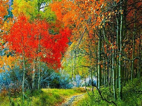 Fall, colors, trees, orange, HD wallpaper | Peakpx