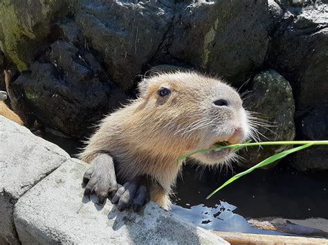 This zoo in Japan has a capybara onsen!