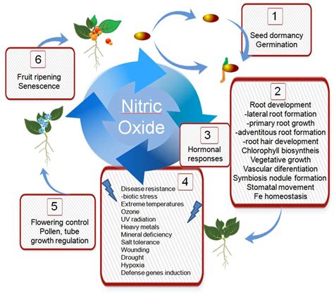 Nitric oxide participates in morphogenesis and development of plants... | Download Scientific ...