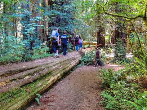 Why You Need to Explore Jedediah Smith Redwoods State Park