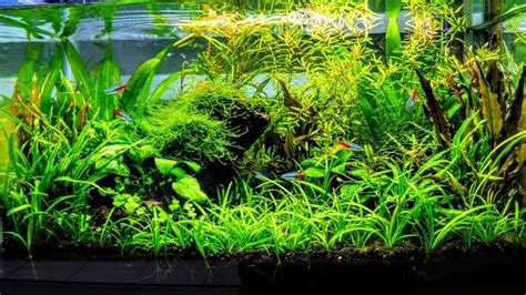 Planted Tank Aquascape - Blog Aquascape