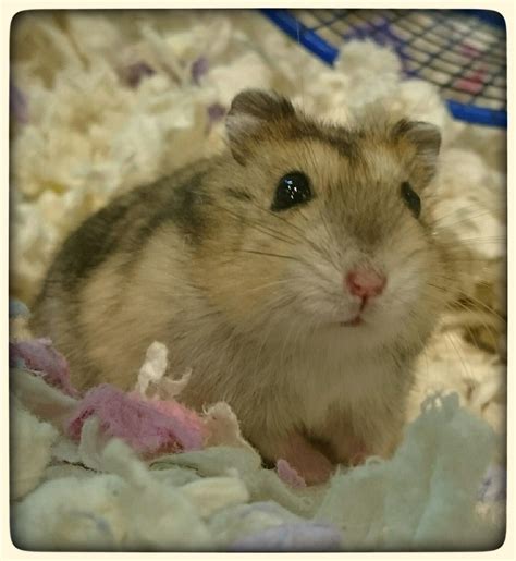 Winter white dwarf hamster | Cute hamsters, Dwarf hamster, Cute animals