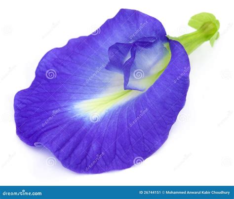 Aparajita flower stock image. Image of herbal, colorant - 26744151