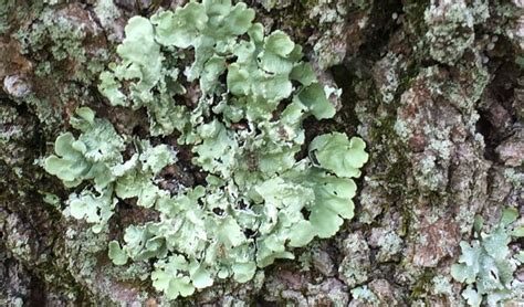 blog-lichen-large | Independent Tree