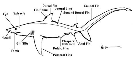 info tiger shark: Tiger Shark Anatomy
