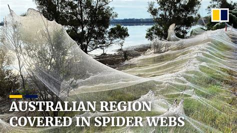 Cobwebs blanket Australian region as spiders flee floods - YouTube