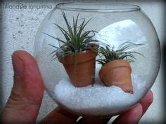 43 Tillandsia ideas | tillandsia, air plants, plants