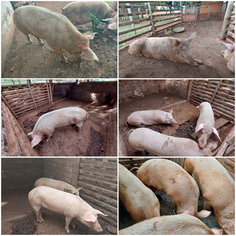 9 x Landrace pigs for sale