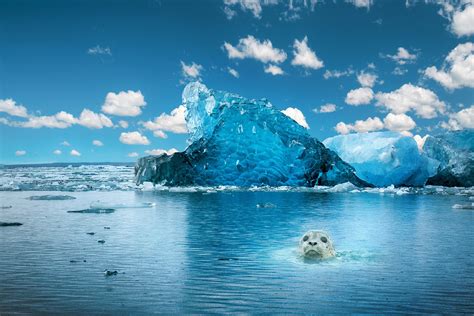 Ice Water Animals Mammals Blue Nature Seals Wallpaper - Resolution:1920x1280 - ID:174977 ...