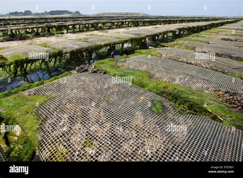 oyster culture, oyster farming, aquaculture, mariculture, Pacific oyster, Austernzucht ...