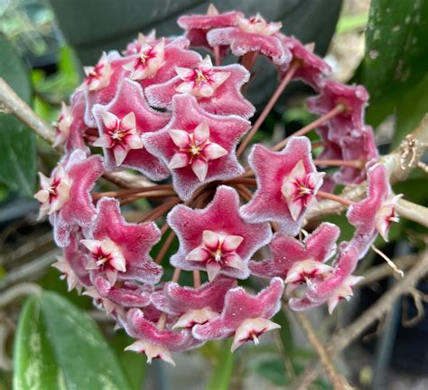 Hoya Pubicalyx. X Silver Splash wax plant 4 inch pot great | Etsy