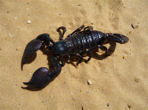 Emperor Scorpion Fact Sheet - C.S.W.D