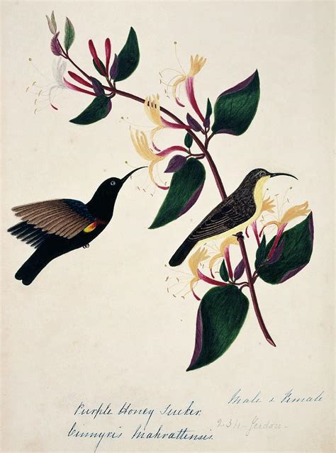 Purple Sunbird Male And Female Photograph by Natural History Museum ...